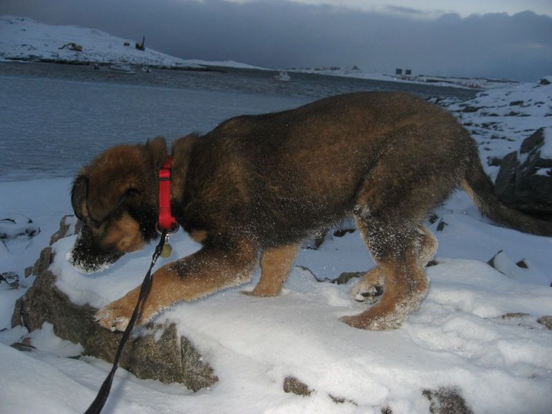 Djanco - ude og inde