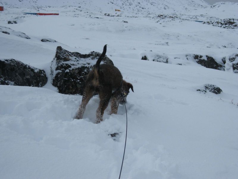 Djanco - ude og inde