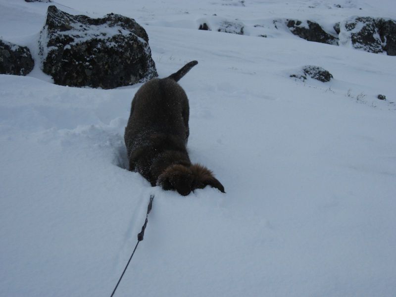 Djanco - ude og inde