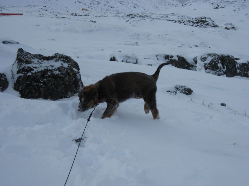 Djanco - ude og inde