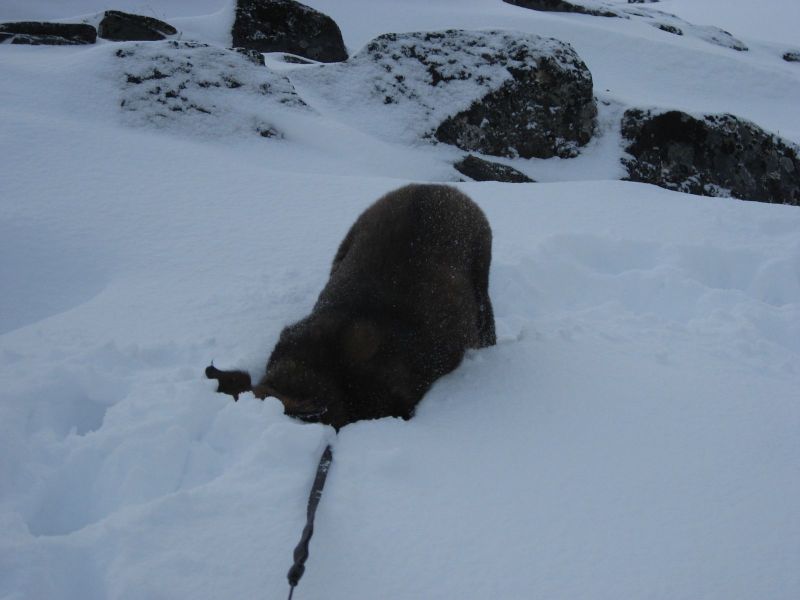 Djanco - ude og inde