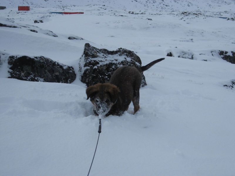 Djanco - ude og inde