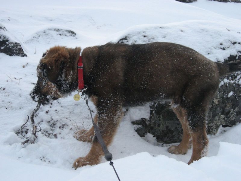 Djanco - ude og inde