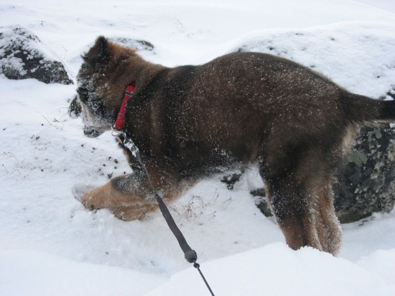 Djanco - ude og inde