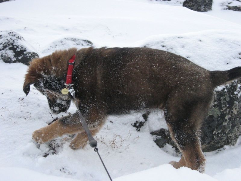 Djanco - ude og inde