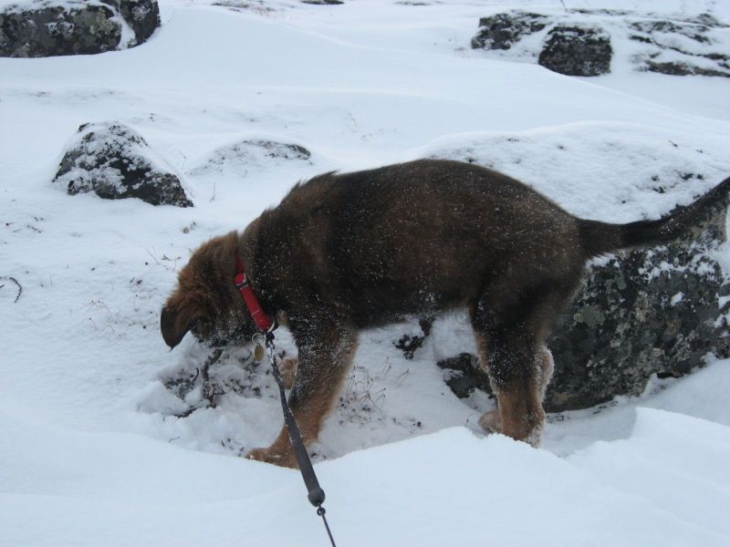 Djanco - ude og inde