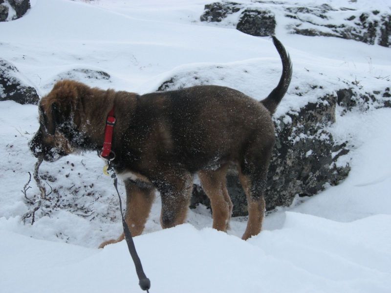 Djanco - ude og inde