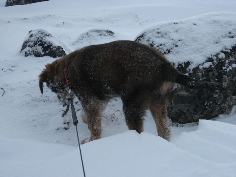 Djanco - ude og inde