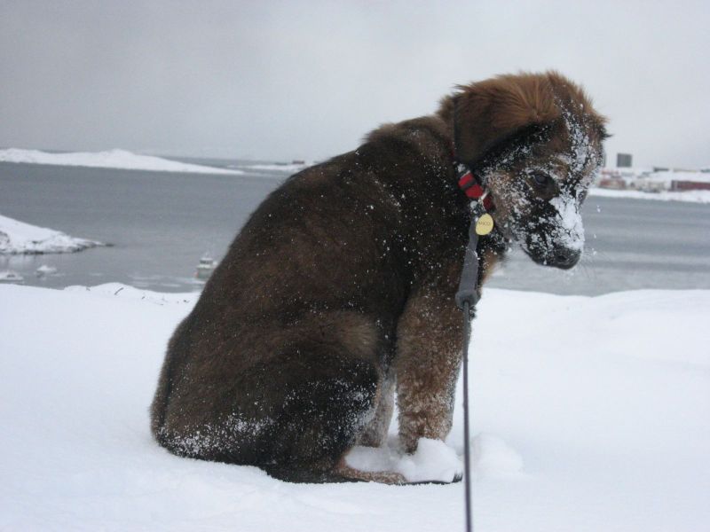 Djanco - ude og inde