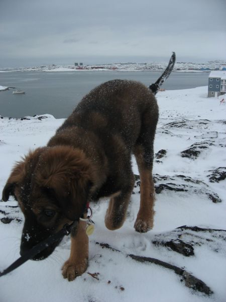 Djanco - ude og inde