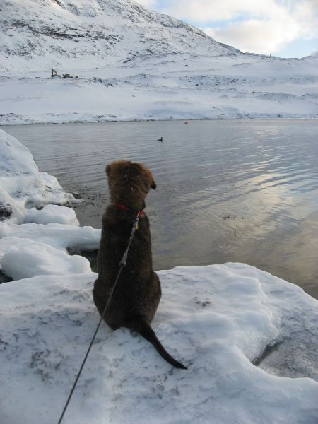 Djanco - ude og inde