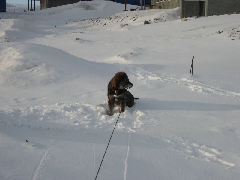 Djanco - ude og inde