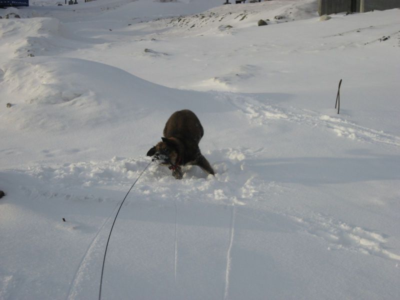 Djanco - ude og inde
