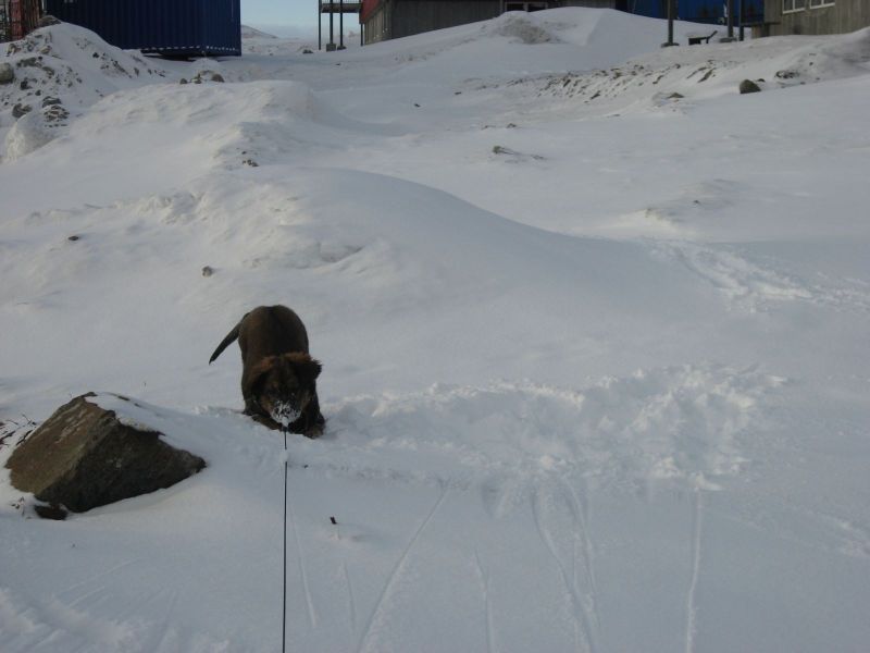 Djanco - ude og inde