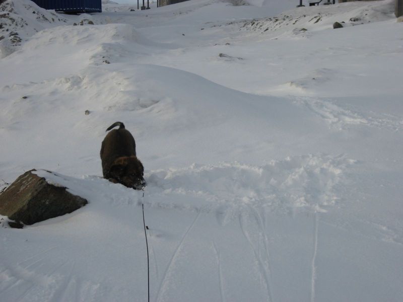 Djanco - ude og inde