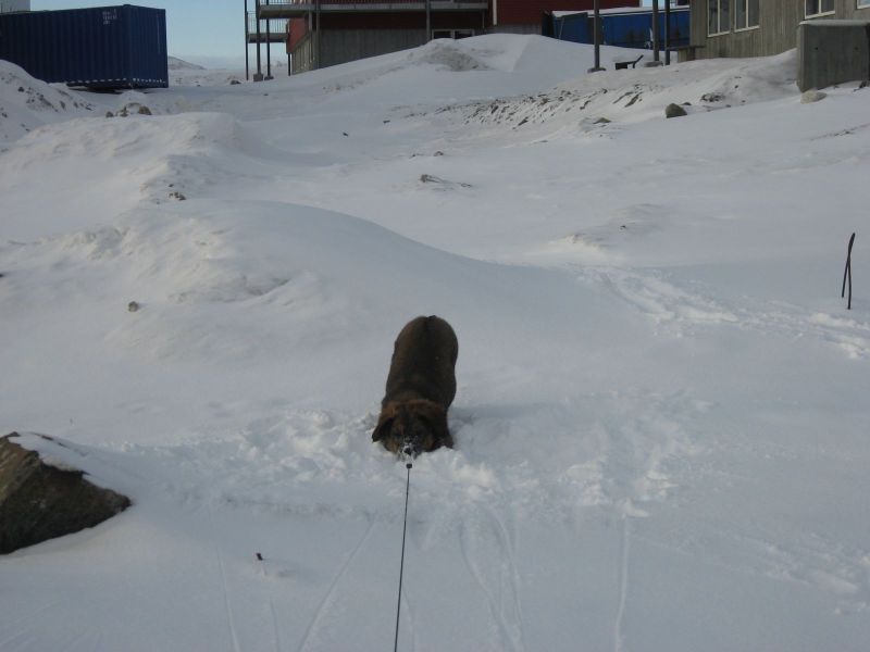 Djanco - ude og inde