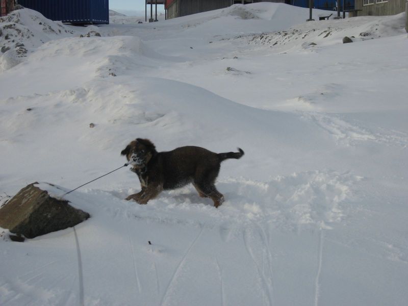 Djanco - ude og inde