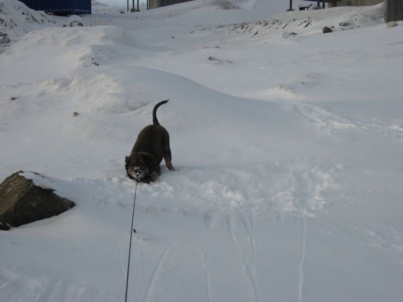 Djanco - ude og inde