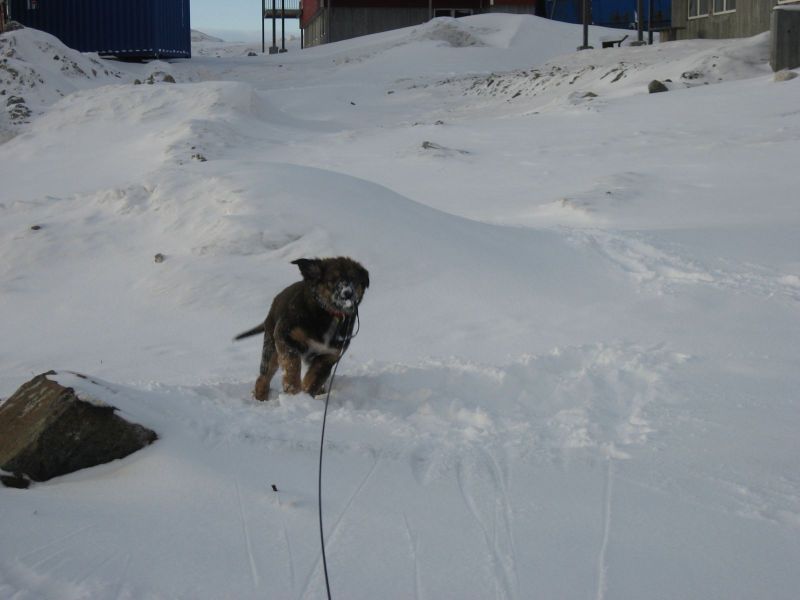 Djanco - ude og inde