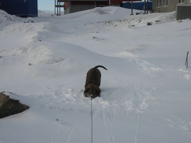 Djanco - ude og inde