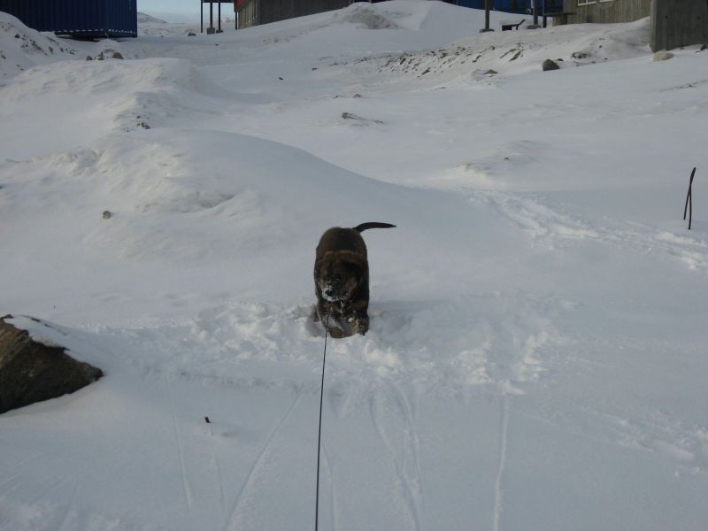 Djanco - ude og inde