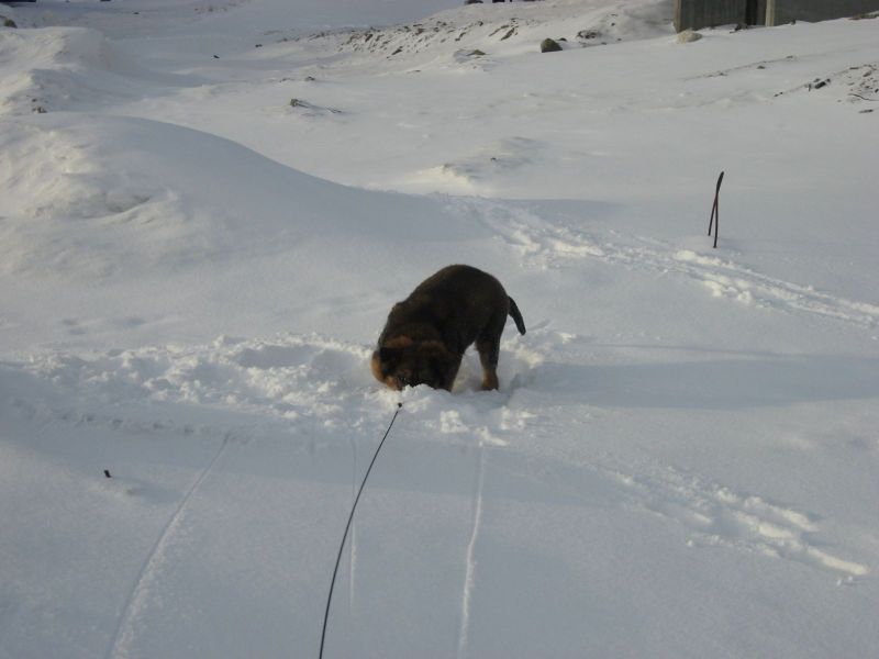 Djanco - ude og inde