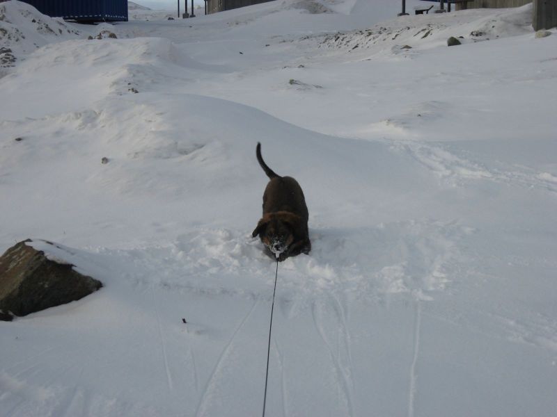 Djanco - ude og inde