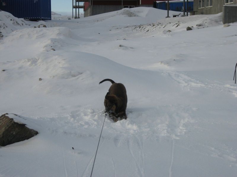 Djanco - ude og inde