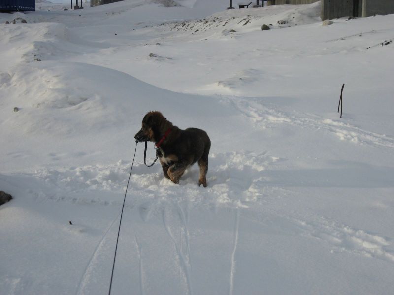 Djanco - ude og inde