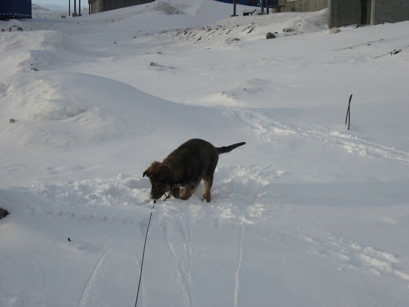 Djanco - ude og inde