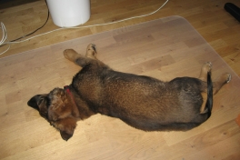 Djanco - ude og inde