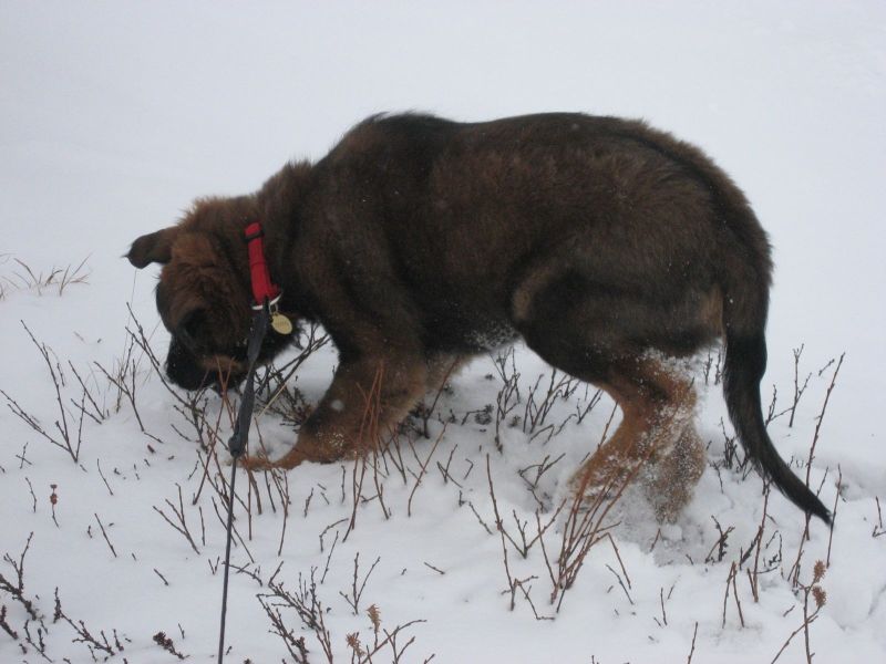 Djanco - ude og inde