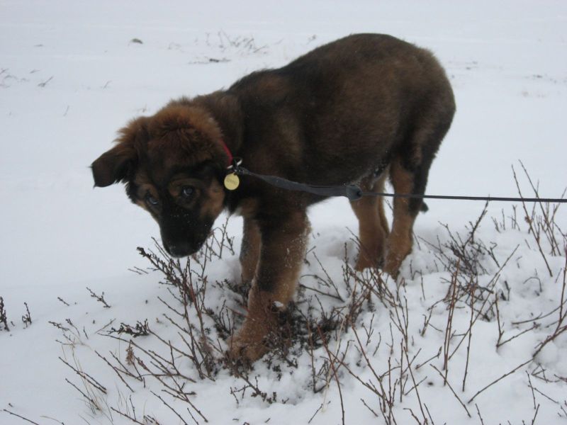 Djanco - ude og inde