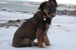 Djanco - ude og inde