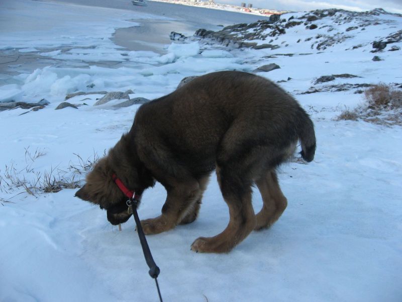 Djanco - ude og inde