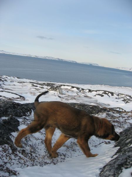 Djanco - ude og inde