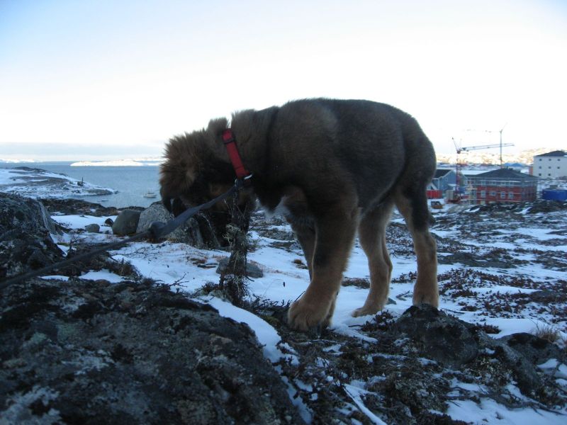 Djanco - ude og inde