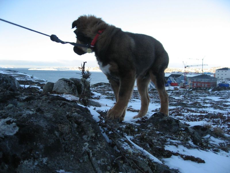 Djanco - ude og inde