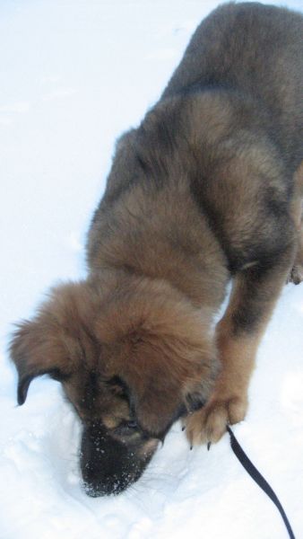 Djanco - ude og inde