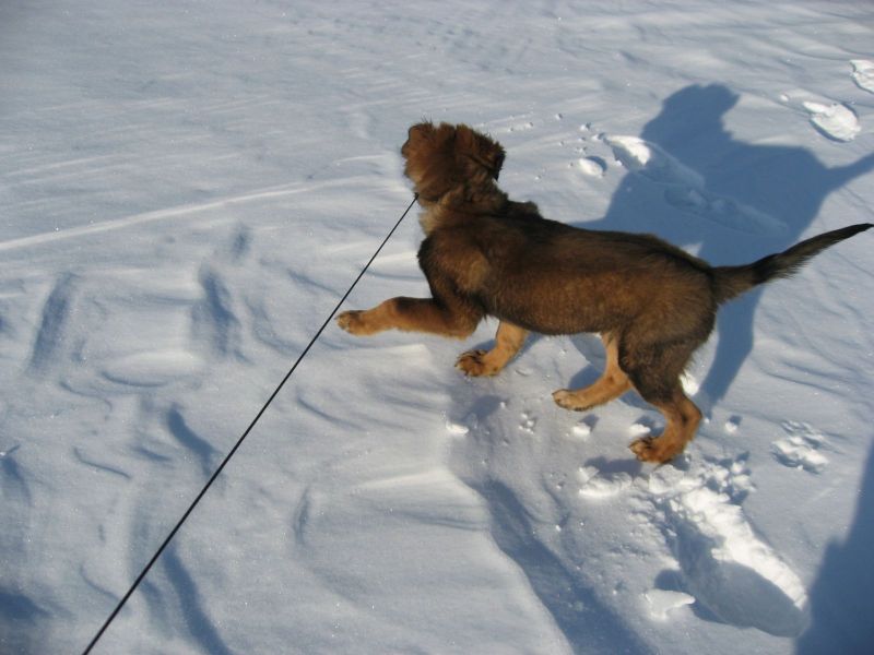 Djanco - ude og inde