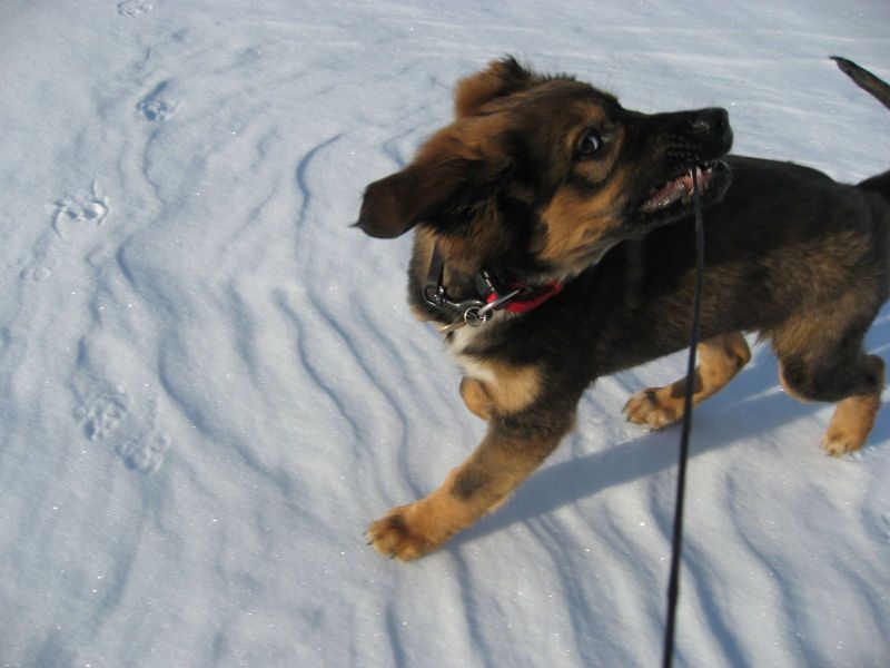 Djanco - ude og inde