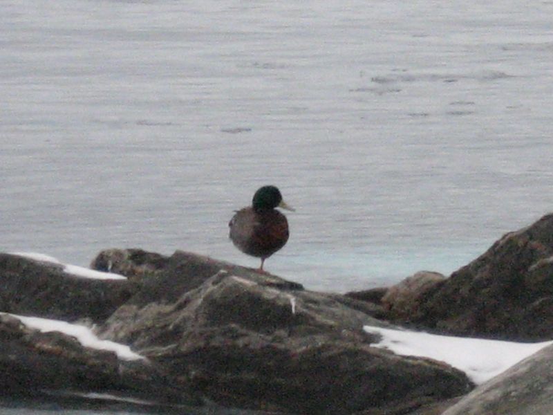 Billeder fra Qinnqorput