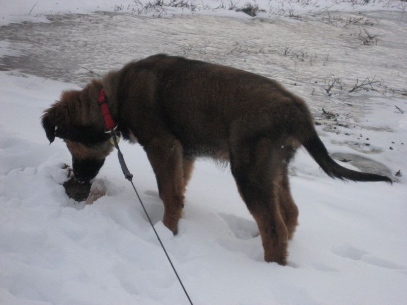 Djanco - ude og inde