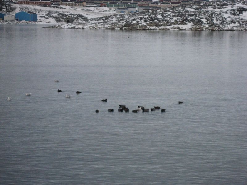 Billeder fra Qinnqorput