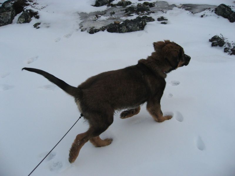 Djanco - ude og inde