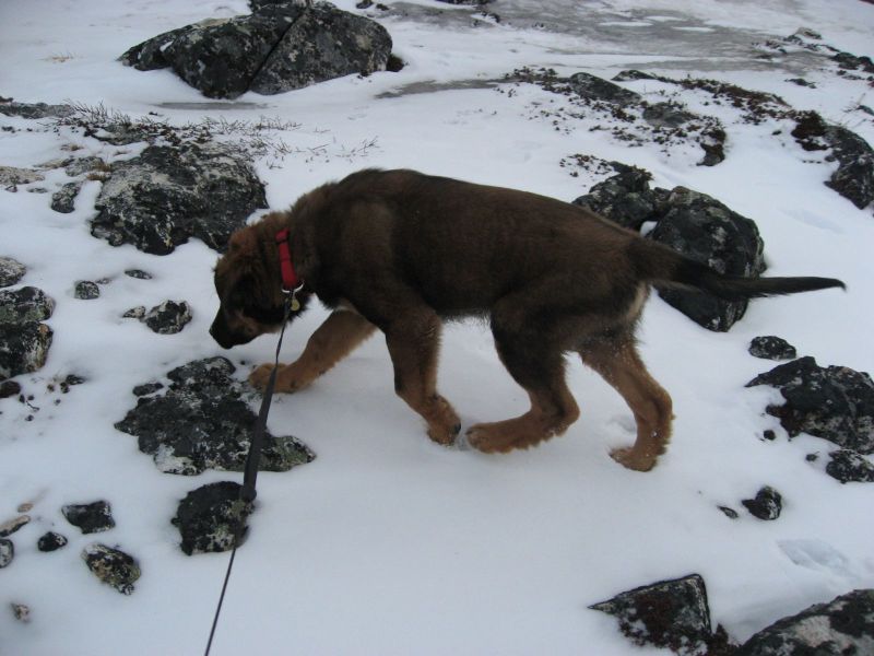 Djanco - ude og inde