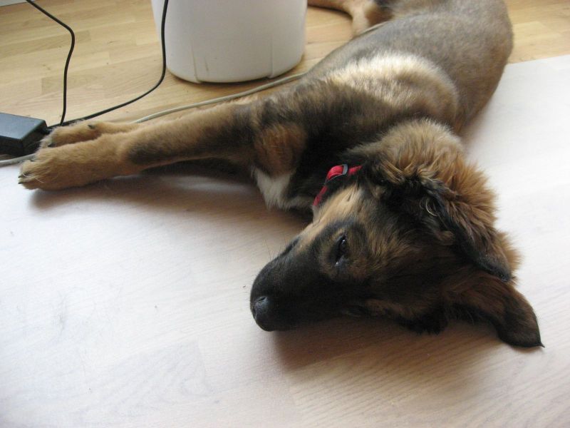 Djanco - ude og inde