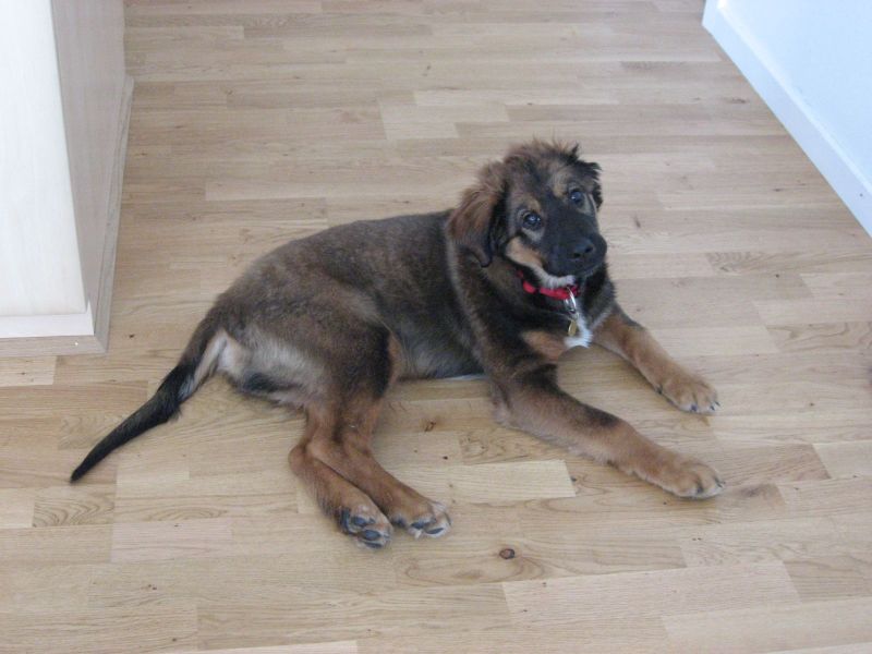 Djanco - ude og inde