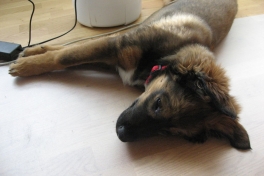 Djanco - ude og inde