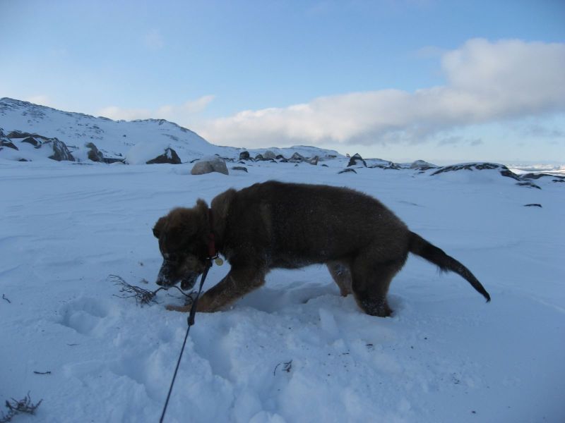 Djanco - ude og inde